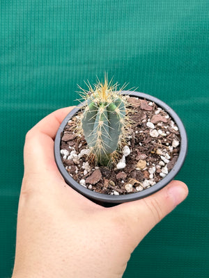 Pilocereus
