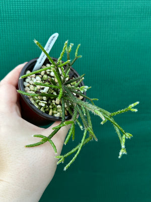 Rhipsalis pilocarpa