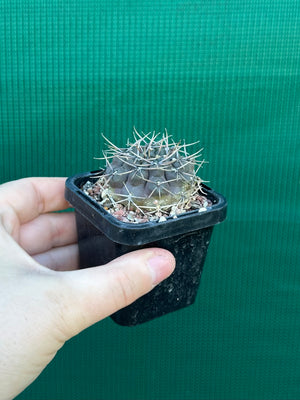 Gymnocalycium keislingii v castenea