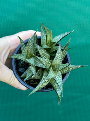 Haworthia tessellata