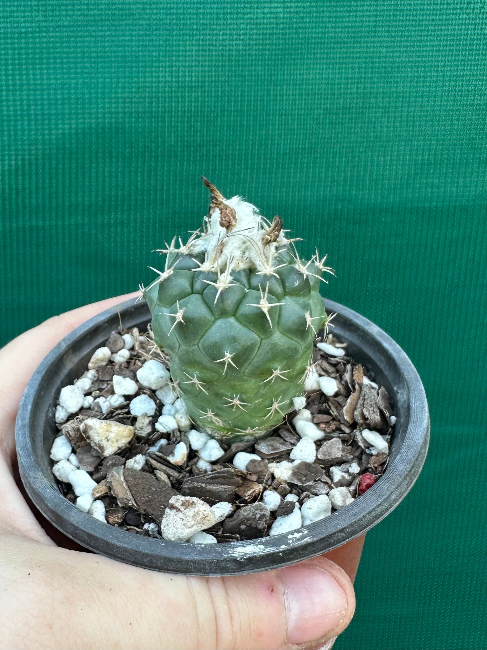Turbinicarpus lophophoroides