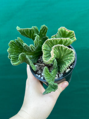 Stapelia leendertziae crest