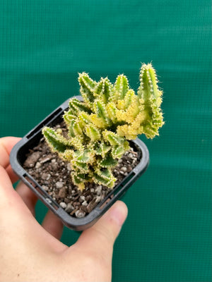 Cereus tetragonus 'Fairy Castle' variegata