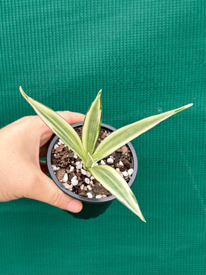 Sanseveria parva
