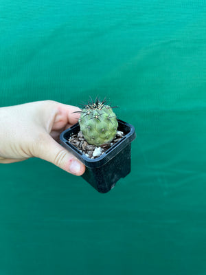 Copiapoa calderana