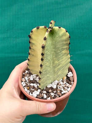 Euphorbia ammak variegata