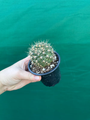 Gymnocalycium reductum v schatzlianum