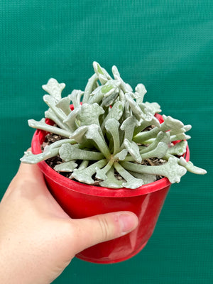 Caputia scaposa var. addoensis