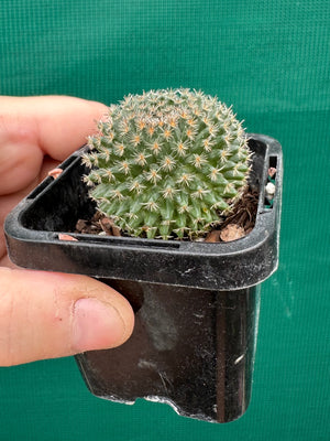 Mammillaria sempervivi