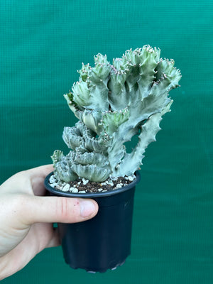 Crested Euphorbia lactea cristata