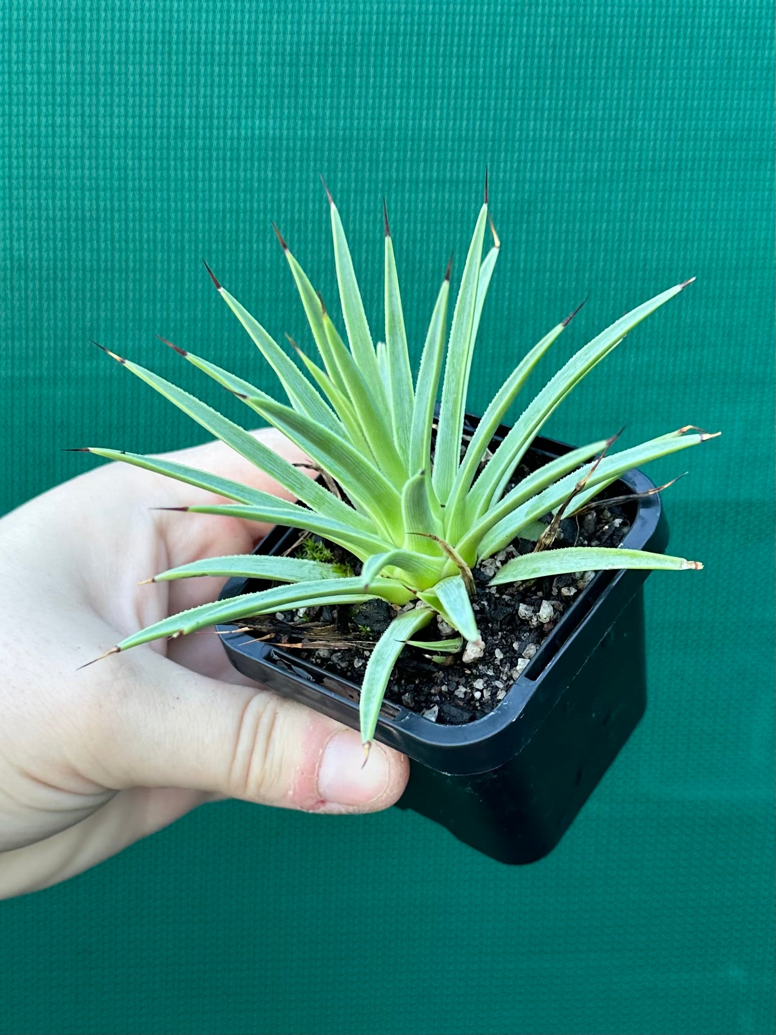 Agave stricta ‘Nana’