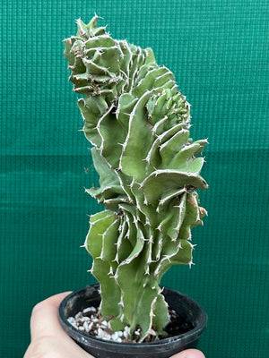 Euphorbia kibwezensis