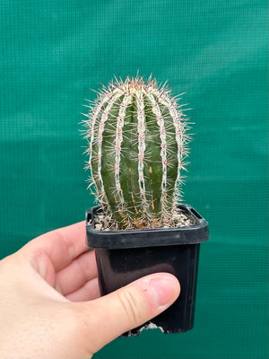 Echinopsis haku jo