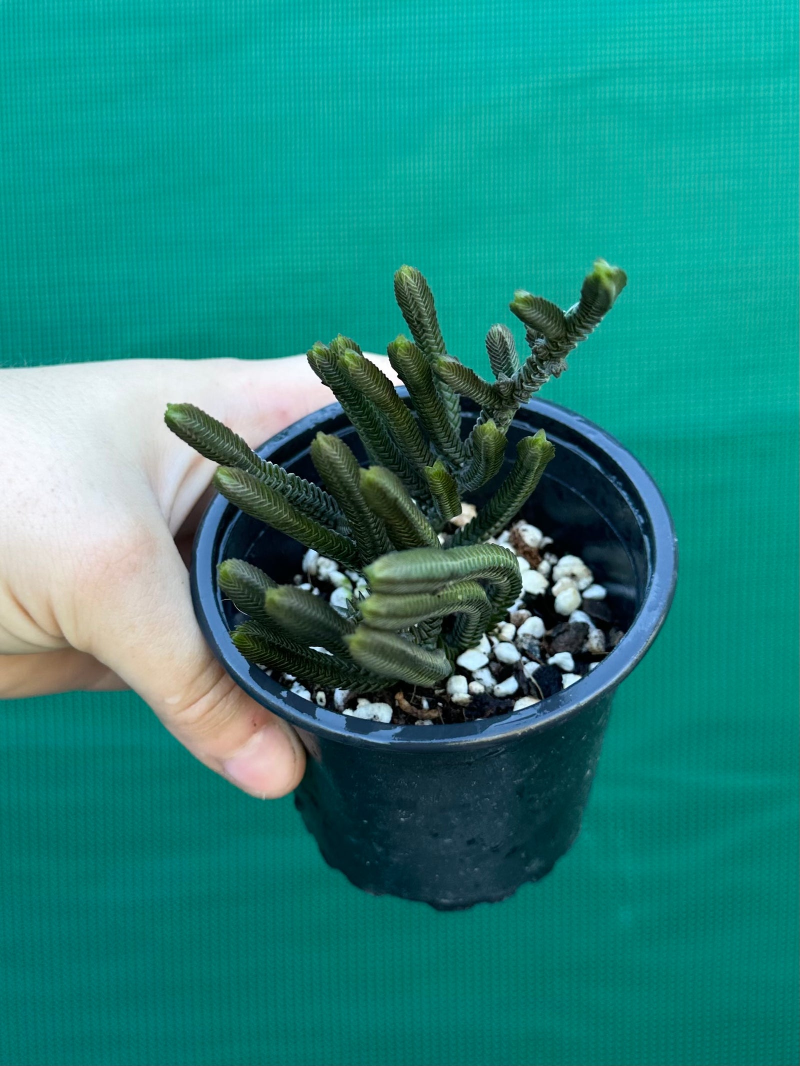 Crassula muscosa