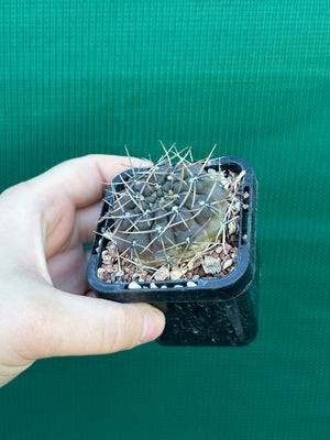 Gymnocalycium keislingii v castenea