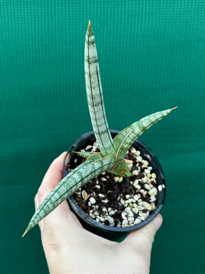 Sanseveria Boncel