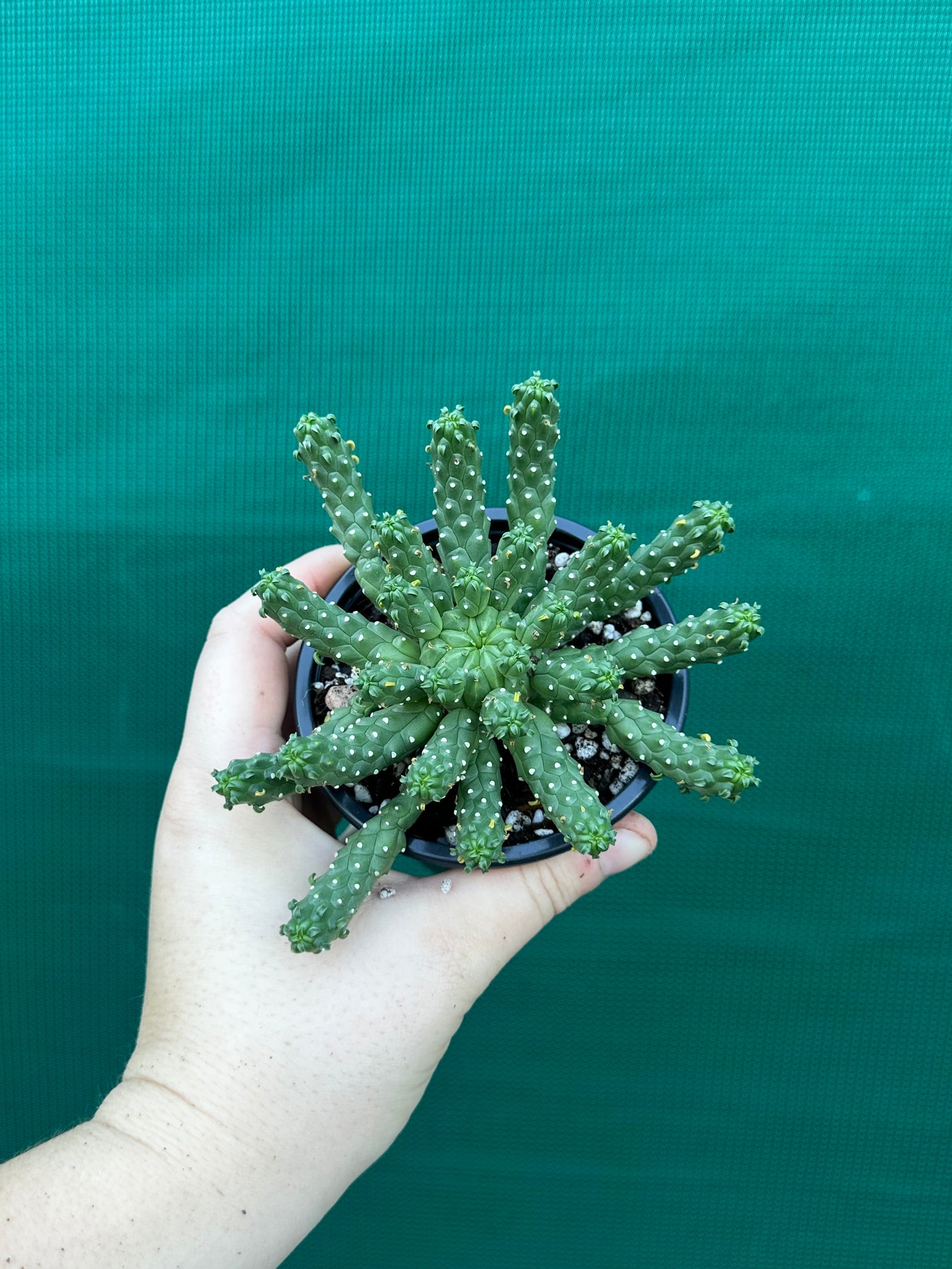 Euphorbia inermis