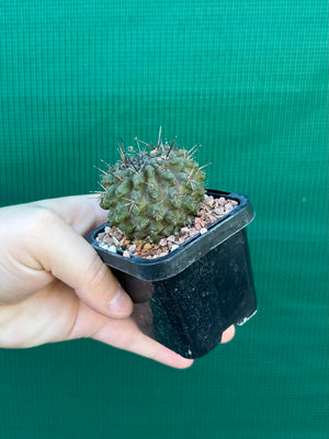 Neoporteria curvispina