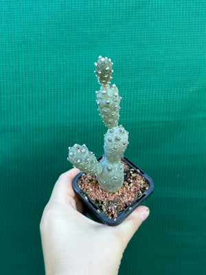 Tephrocactus Articulatus
