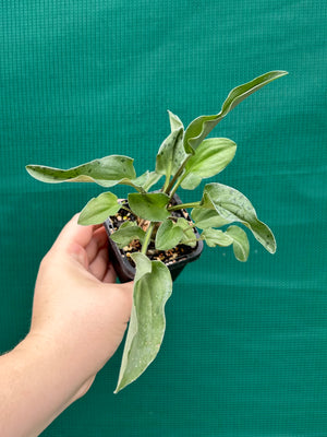 Ledebouria maculatus