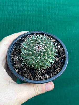 Mammillaria chioncephala
