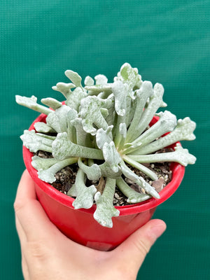Caputia scaposa var. addoensis