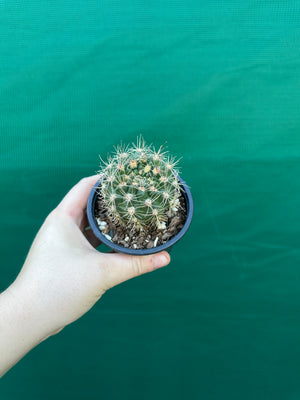 Gymnocalycium reductum v schatzlianum
