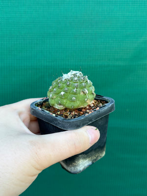 Copiapoa hypogea