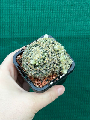 Mammillaria dumetorum