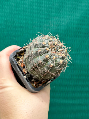 Gymnocalycium schroederianum