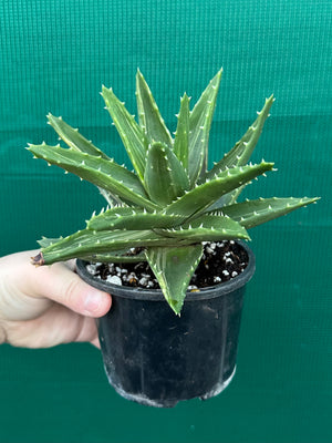 Aloe ‘Gold Tooth’