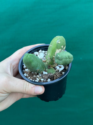 Trichocereus bridgesii