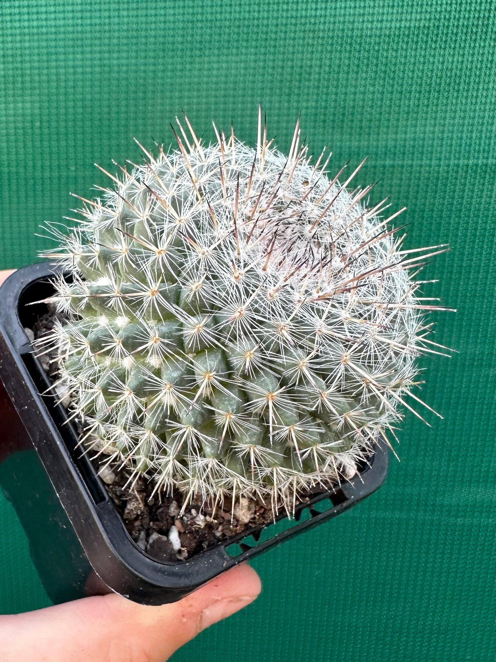 Mammillaria hahniana