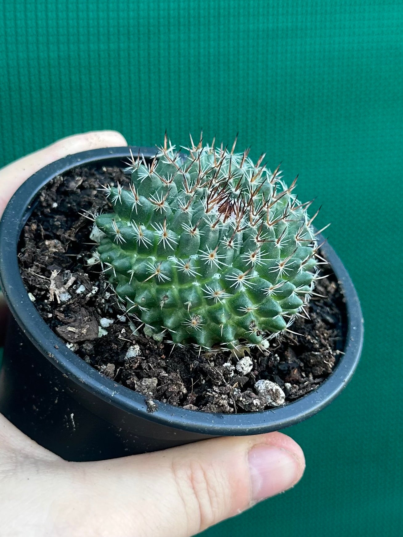 Mammillaria chioncephala