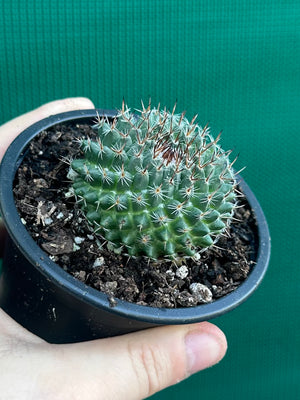 Mammillaria chioncephala