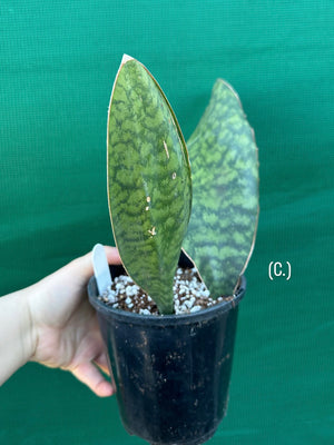 Sansevieria Masoniana ‘Mason’s Congo Paddle’