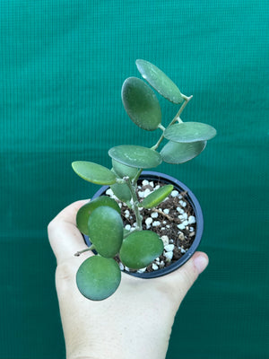 Silver Dollar Vine