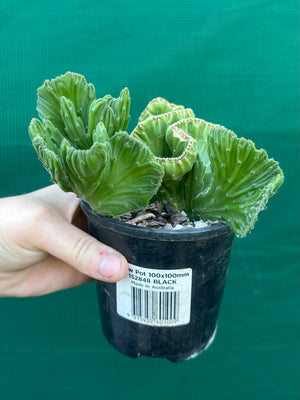 Stapelia leendertziae crest