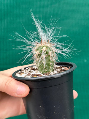 Oreocereus celsianus