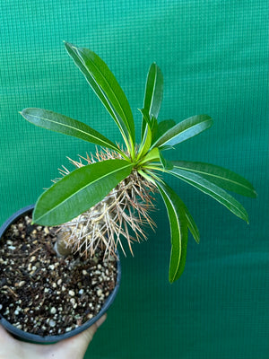 Pachypodium lamerei