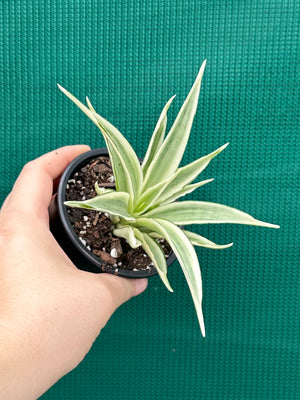 Sanseveria parva