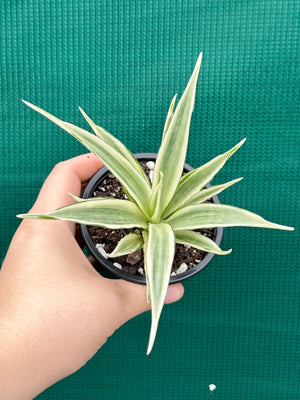 Sanseveria parva