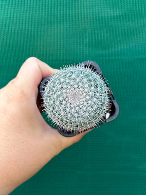 Mammillaria hahniana