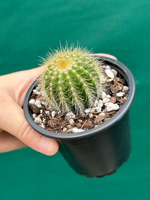 Parodia warasii