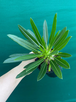 Pachypodium fiherense