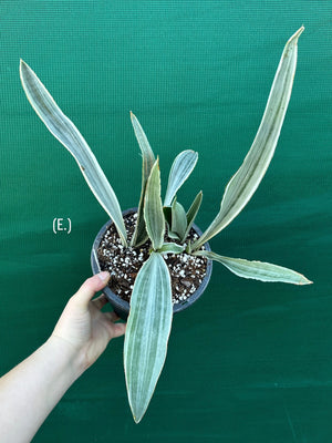 Sansevieria ‘Siam Silver’