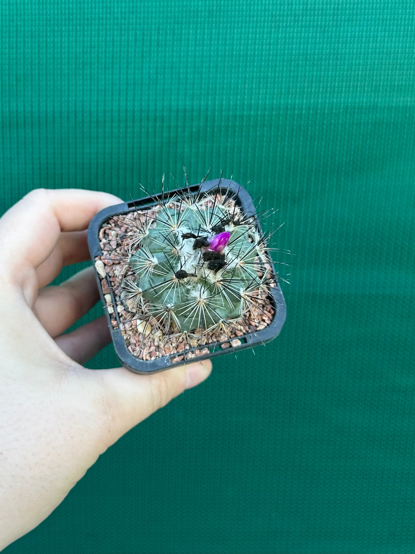 Turbinicarpus viereckii