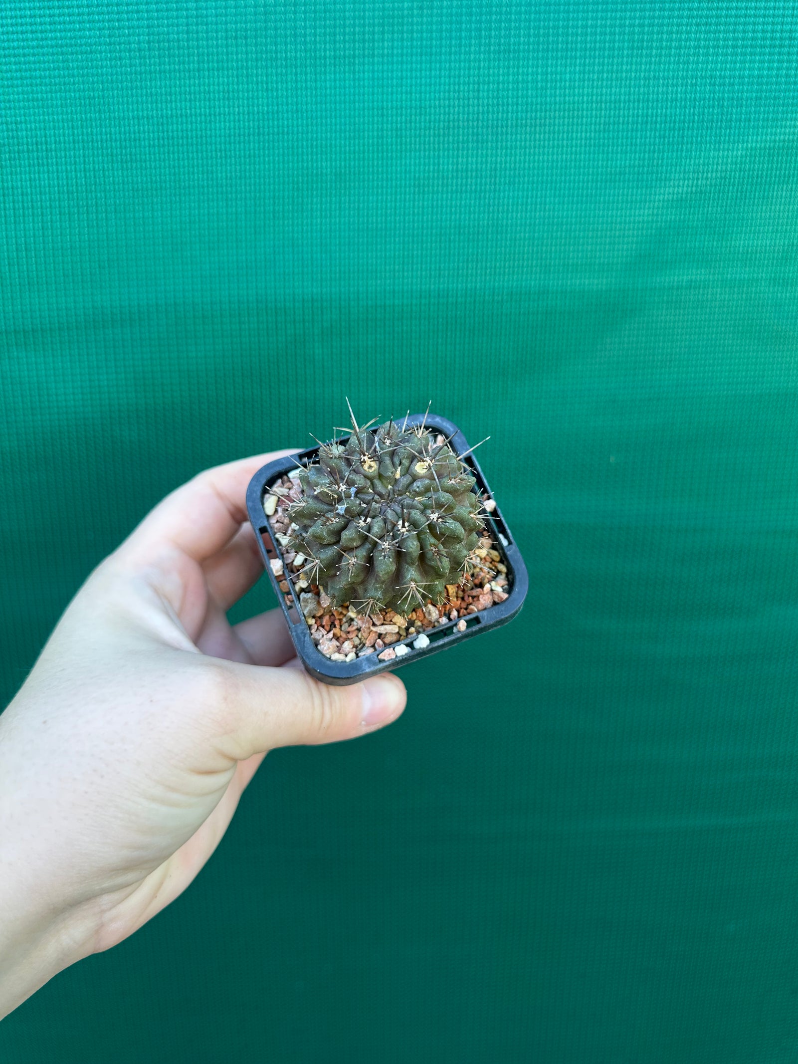 Neoporteria curvispina