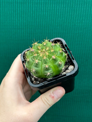 Gymnocalycium anisitsii ssp. damsii