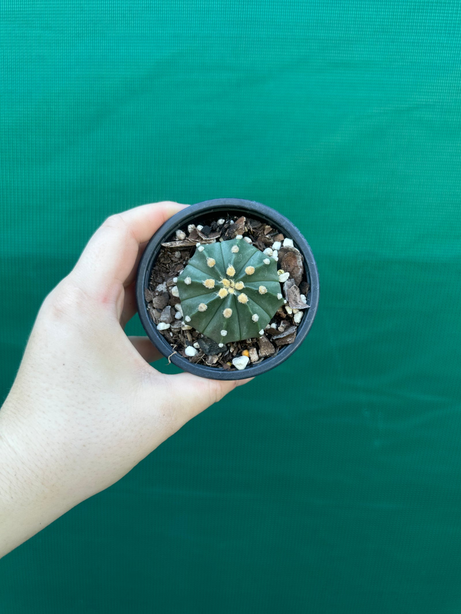Astrophytum asterias x capricorne